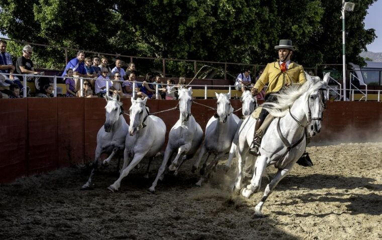 fuengirola-spanish-horse-show-with-optional-dinner-flamenco