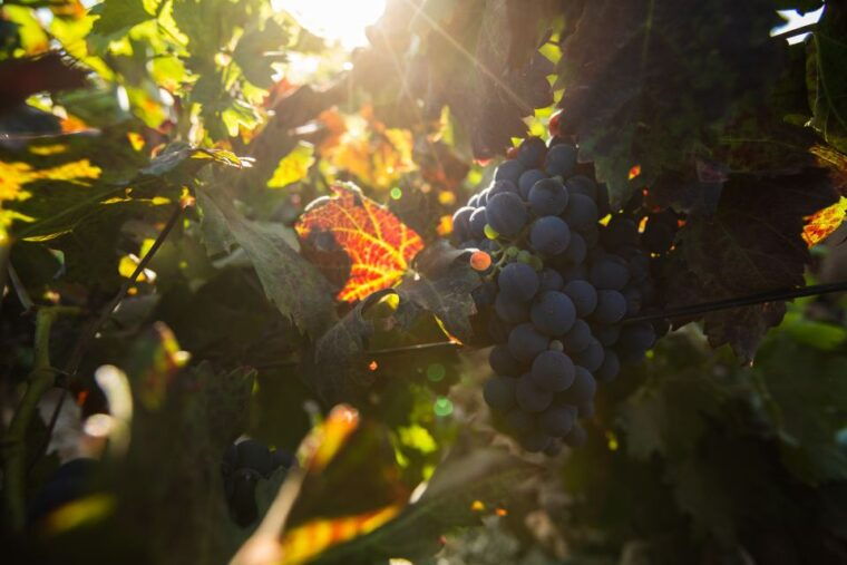 fuerteventura-tour-of-bodega-conatvs-vineyard-with-tasting
