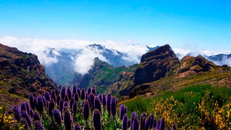 funchal-pico-arieiro-cristo-rei-and-dolphins-watching