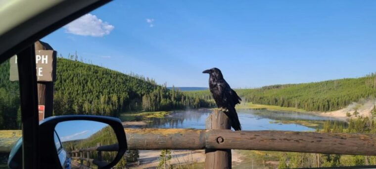gardiner-yellowstone-national-park-wildlife-guided-tour