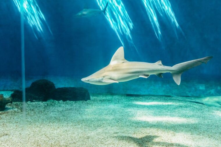 genoa-aquarium-of-genoa-entry-ticket