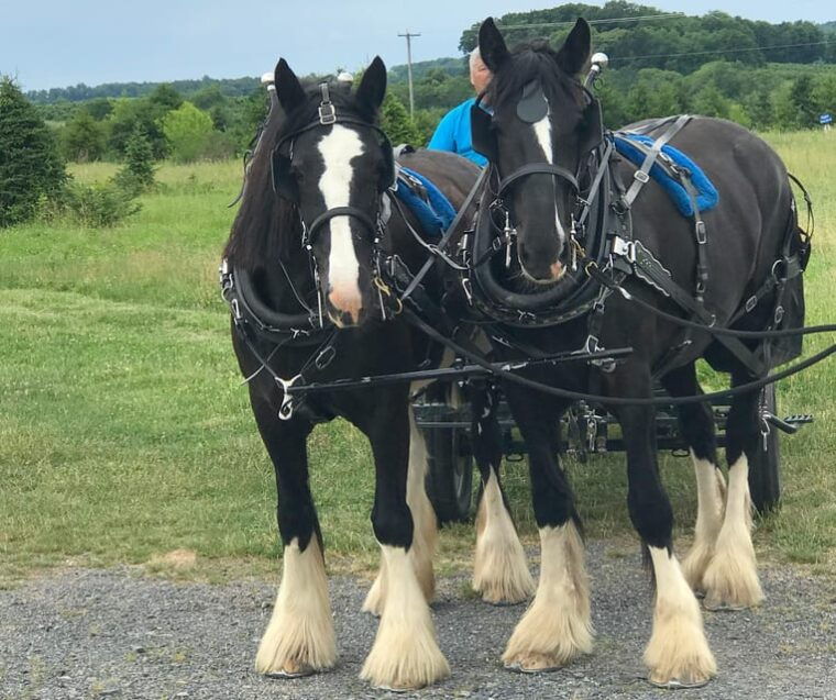 gettysburg-horse-drawn-carriage-tour-countryside-orchards