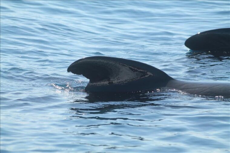 gibraltar-dolphins-watching-day-trip-from-seville