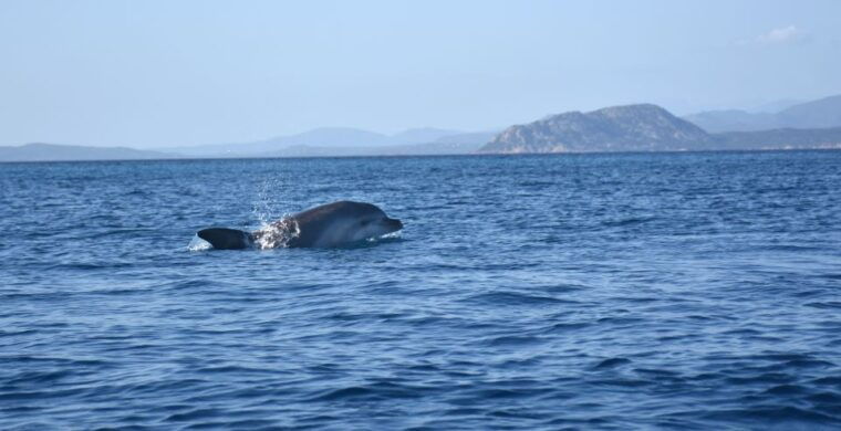 golfo-aranci-kayak-tour-with-dolphins-and-aperitif