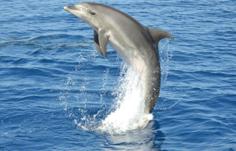 gran-canaria-dolphin-and-whale-watching-cruise-2