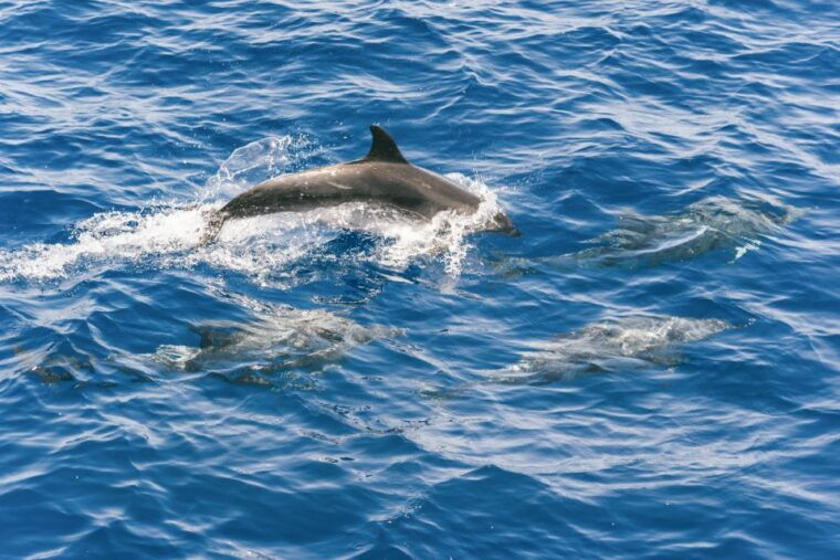 gran-canaria-dolphin-and-whale-watching-cruise