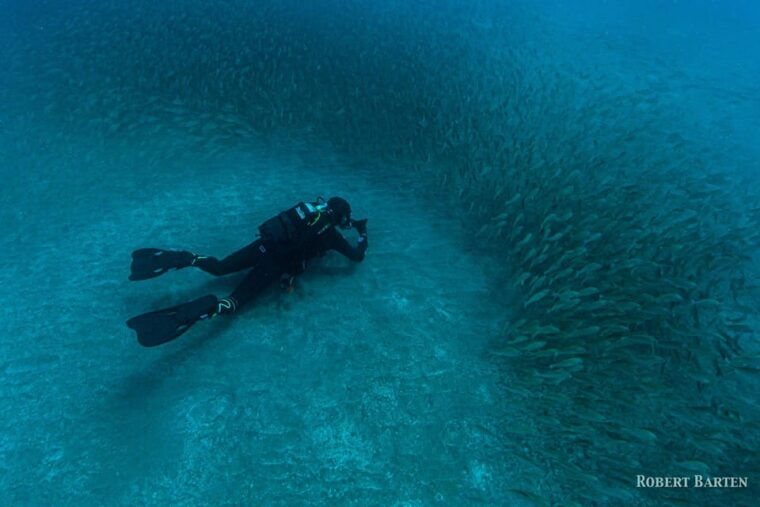 gran-canarialive-an-adventure-and-learn-to-dive-with-expert