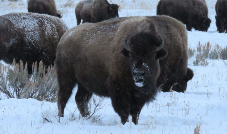 grand-teton-national-park-wildlife-tour-and-sleigh-ride