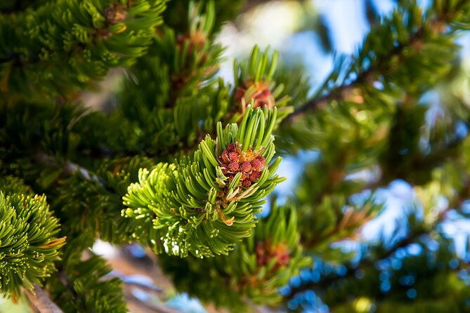 great-basin-national-park-audio-guided-tour