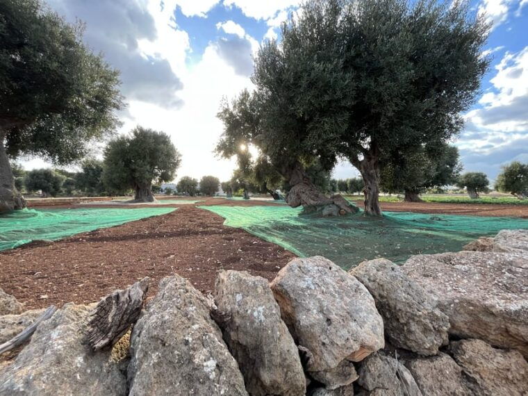 highlights-tour-of-puglia-bari-and-the-valle-ditria
