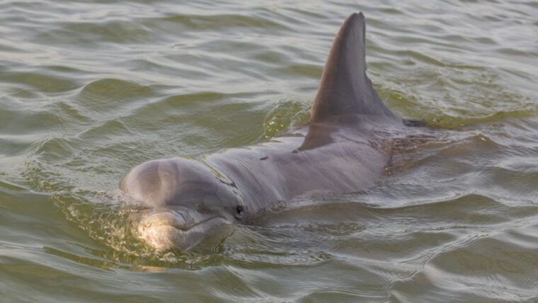 hilton-head-2-hour-large-group-tour-7-20-people