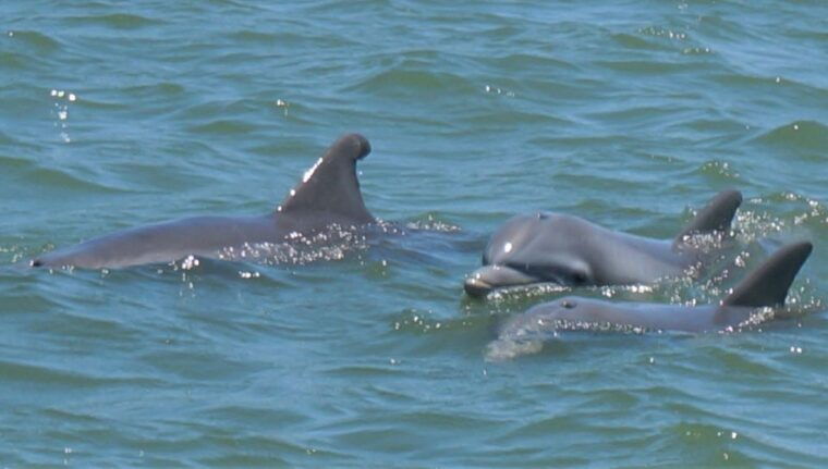 hilton-head-island-private-dolphin-and-nature-tour