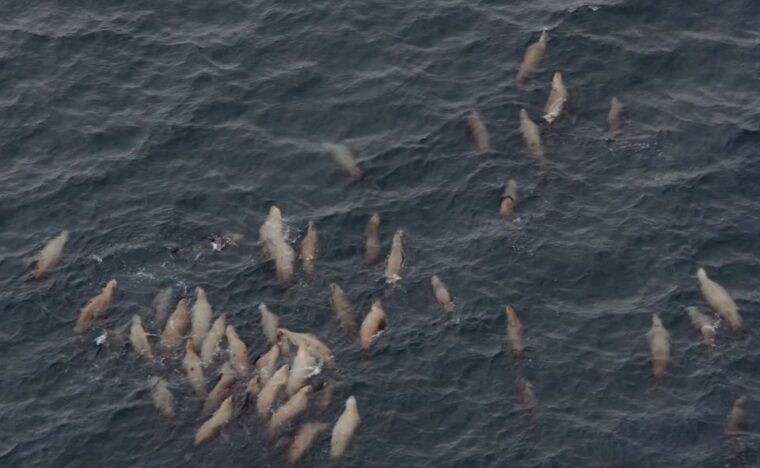 hoonah-icy-strait-whale-watch-with-drone-filmography