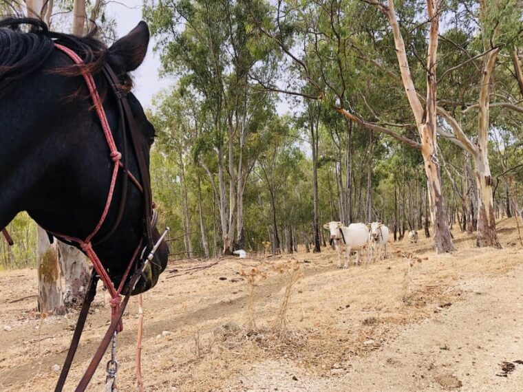 horseback-ride-to-caltabellotta-and-brunch-with-a-shepherd