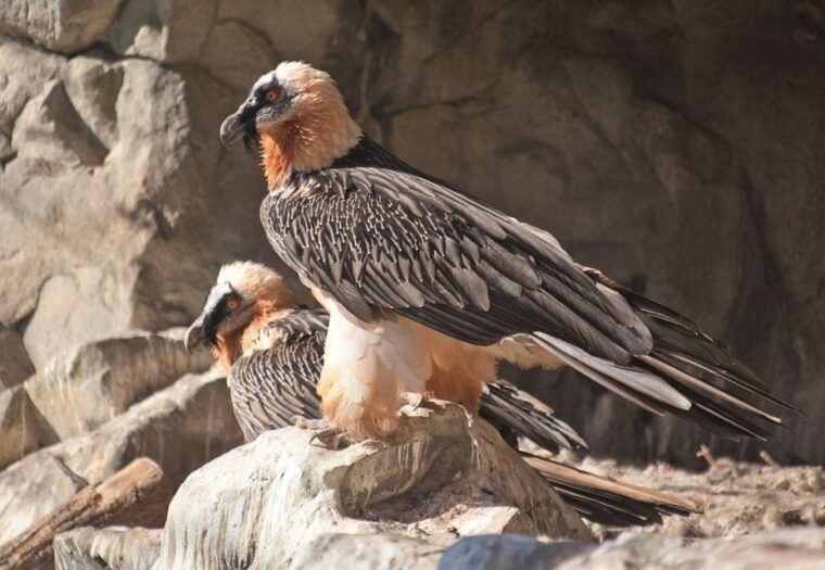 innsbruck-alpenzoo-top-of-innsbruck-combination-ticket