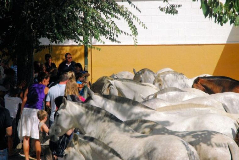 jerez-carthusian-horses-tour-at-the-yeguada-de-la-cartuja