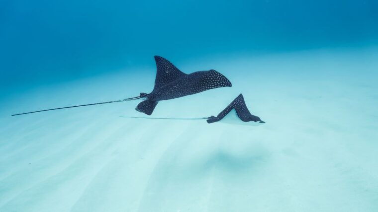 kailua-kona-dolphin-watch-speedboat-snorkel-cruise-and-bbq