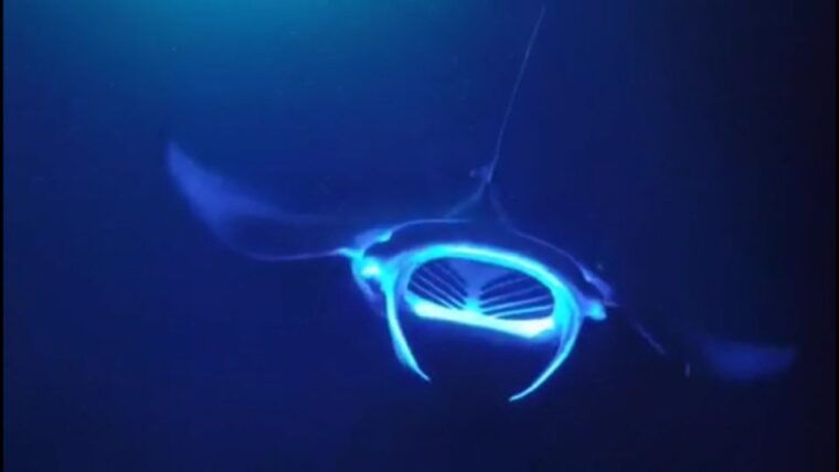 kailua-kona-night-manta-ray-adventure-on-the-big-island