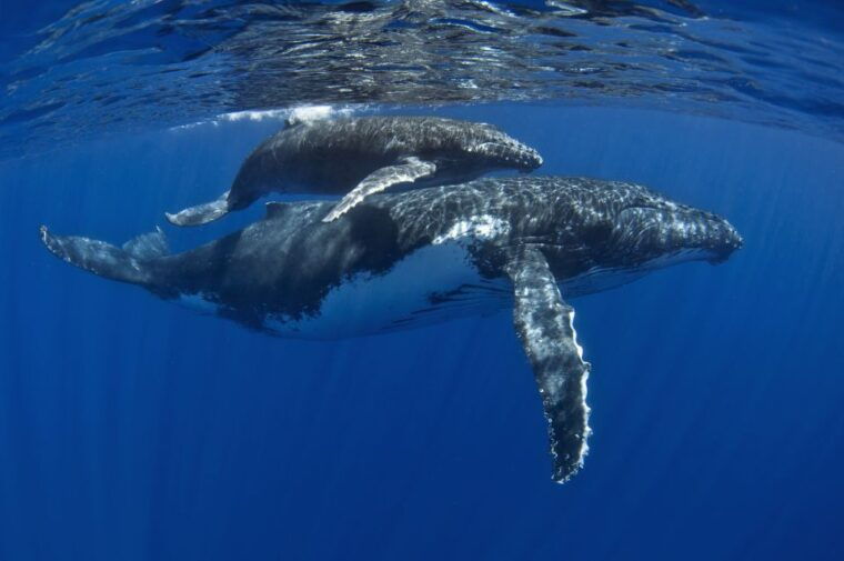 kayak-and-snorkel-west-maui-at-olowalu