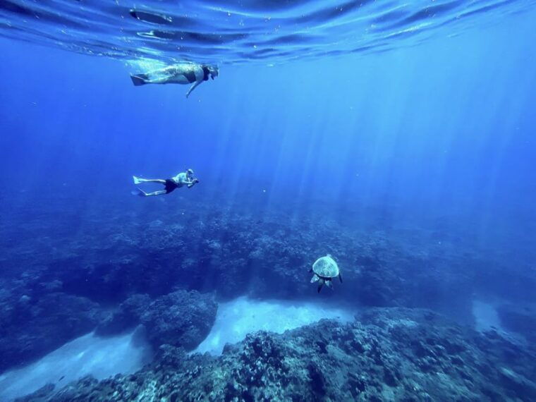 kayak-whale-watch-and-snorkel-at-turtle-town