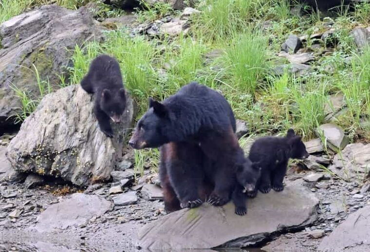 ketchikan-alaska-native-cultural-and-scenic-shore-excursion