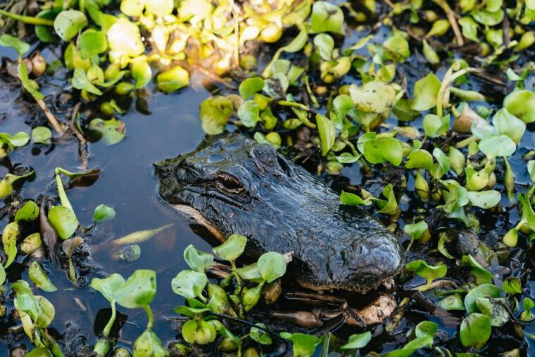 kissimmee-everglades-airboat-adventure-tour