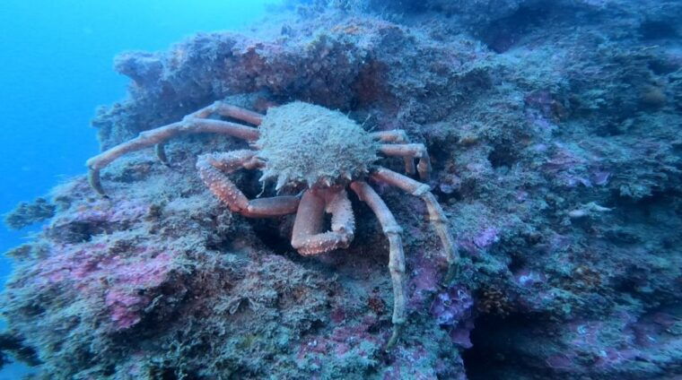 lagos-guided-scuba-diving-trip-for-beginners