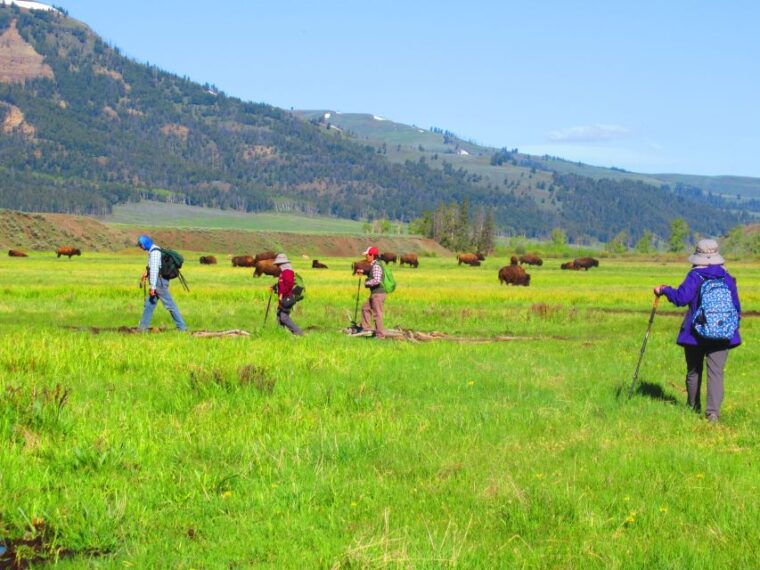 lamar-valley-safari-hiking-tour-with-lunch