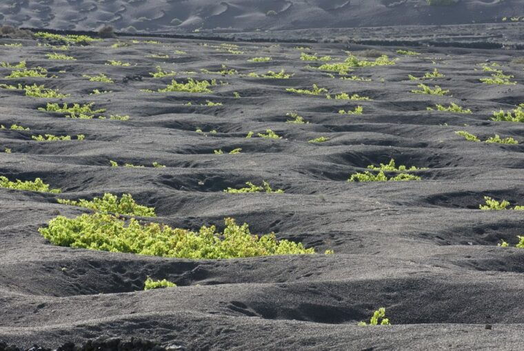 lanzarote-vineyard-tour-with-wine-and-chocolate-tasting
