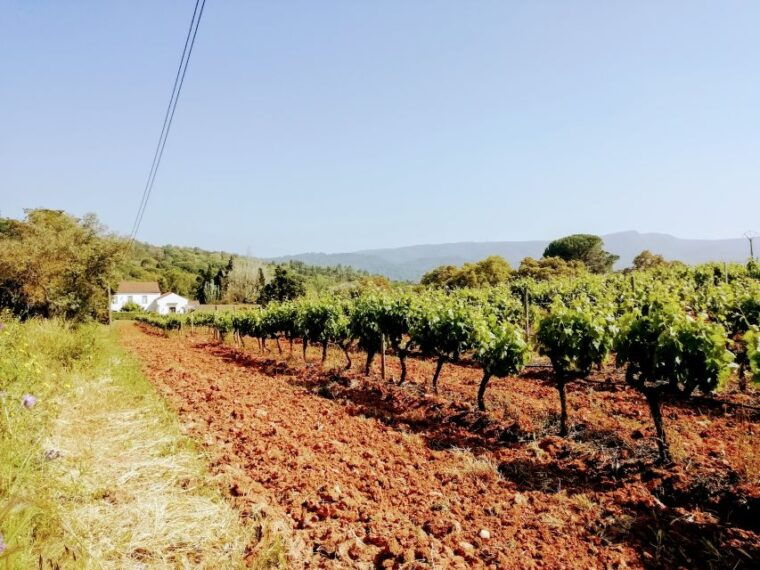 lisbon-surf-or-bodyboard-and-wine-tasting