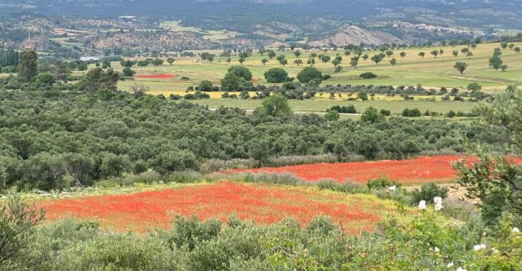 madrid-unspoiled-spain-for-foodies-nature-%e2%9d%a4%ef%b8%8fs