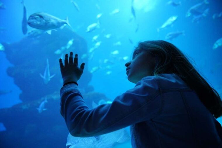 mallorca-3-hour-afternoon-dolphin-watching-boat-tour