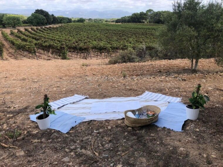 mallorca-activity-antique-mallorca-with-picnic