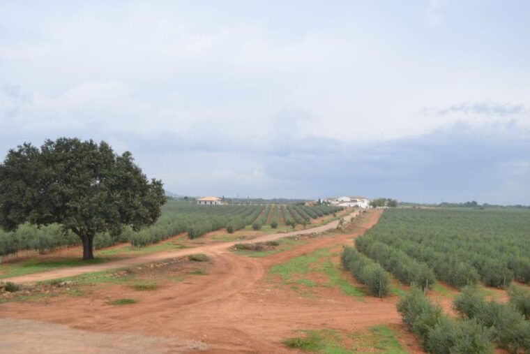 mallorca-bodega-olives-minibus-tour-with-tastings-german