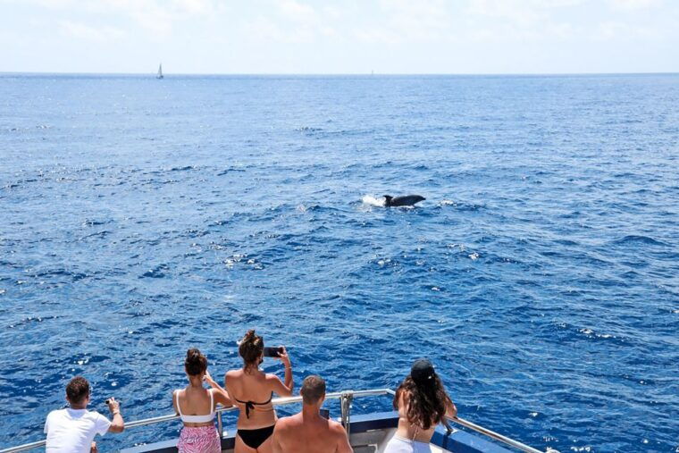 mallorca-dolphin-watching-cruise