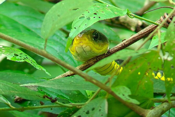 manuel-antonio-boat-mangrove-tour-to-see-animals