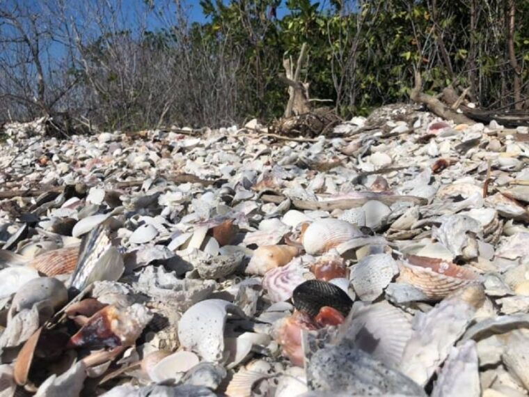 marco-island-ten-thousand-islands-shelling-dolphin-tour
