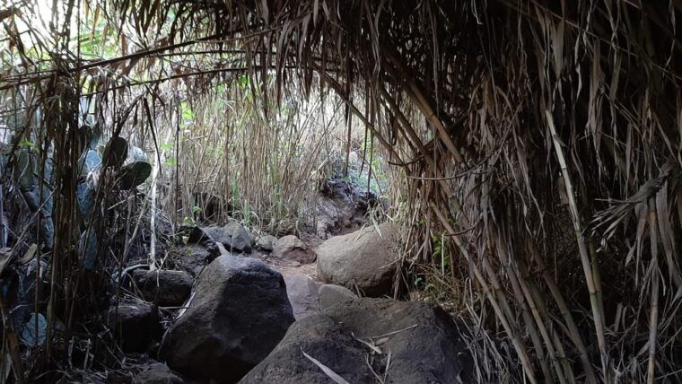 maspalomas-barranco-de-los-cernicalos-rainforest-hike