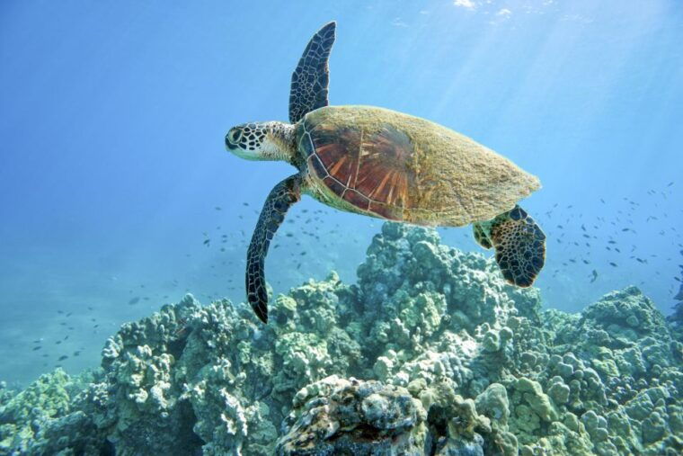 maui-beginner-discovery-scuba-dive-excursion-from-lahaina