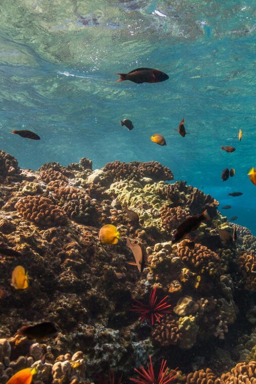 maui-captains-call-afternoon-snorkel-adventure