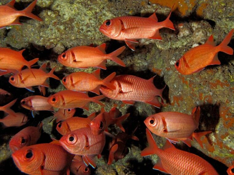 maui-eco-friendly-conservation-scuba-dive-certified-divers