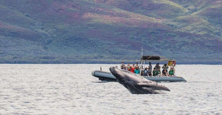maui-guided-whale-watching-tour-on-eco-raft