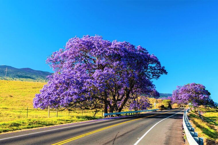 maui-haleakala-sunrise-eco-tour-with-breakfast