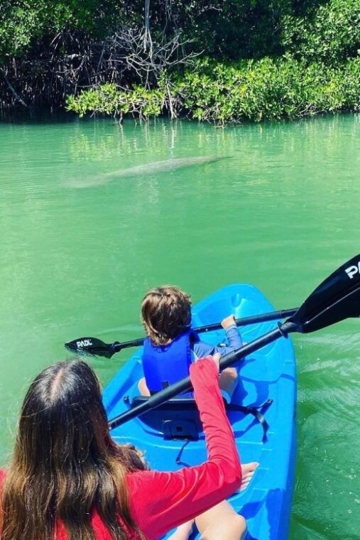 miami-manatee-season-paddleboard-or-kayak-tour