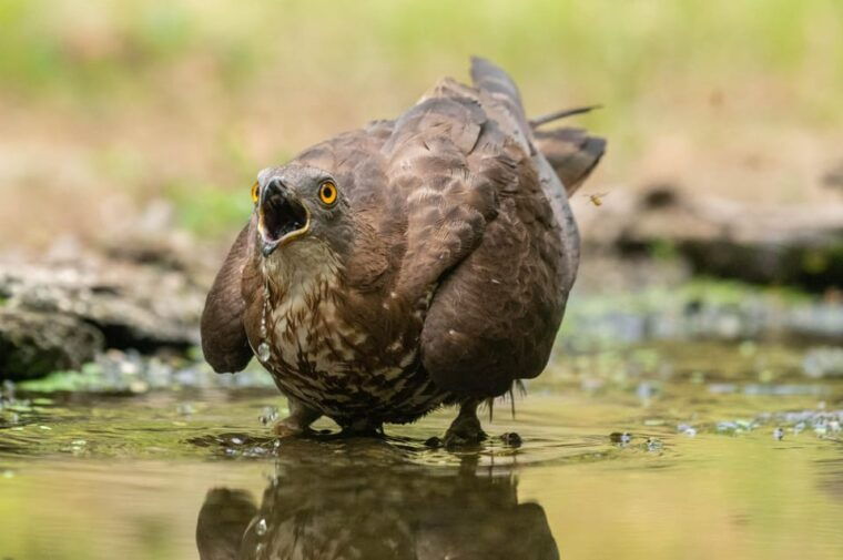 monferrato-birdwatching-and-wildlife-photography-experience