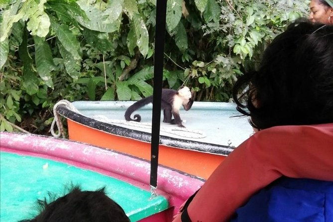 monkey-island-gatun-lake-adventure