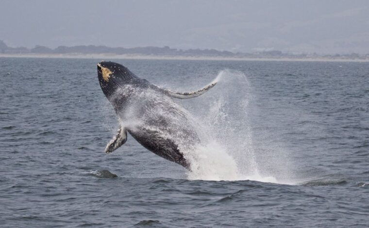 monterey-whale-watching-cruise