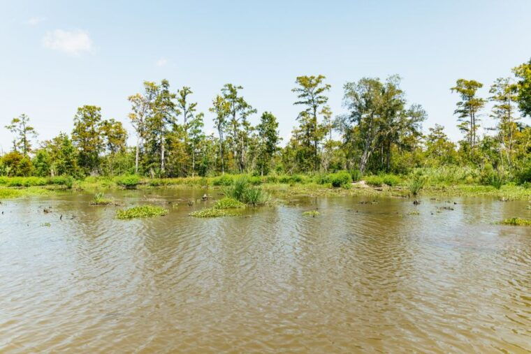 new-orleans-bayou-tour-in-jean-lafitte-national-park