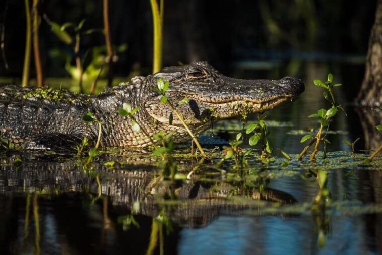 new-orleans-manchac-magic-kayak-swamp-tour