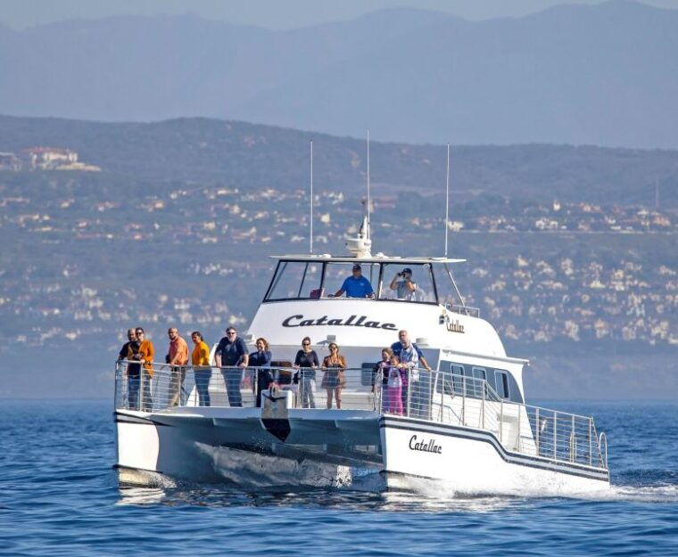 newport-beach-luxury-whale-watching-catamaran-cruise
